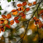 brown leaves
