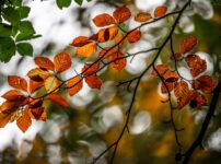 brown leaves